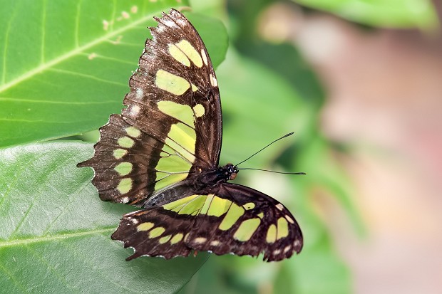 Butterflies Isle of Wight