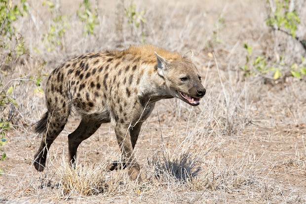 160907 Satara to Lower Sabie