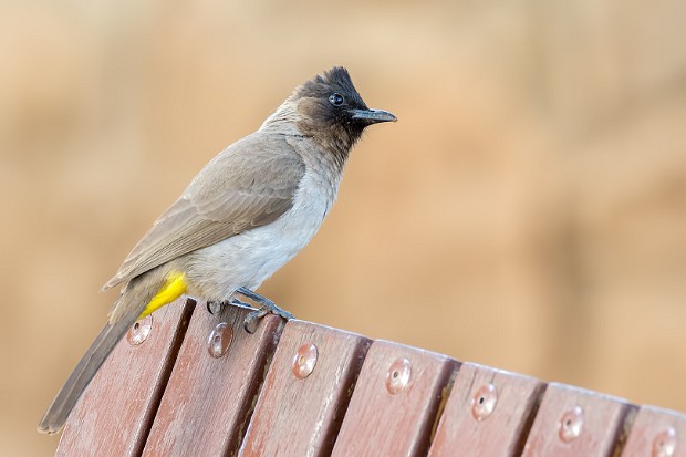 160908 S30, S128, S129 and hide