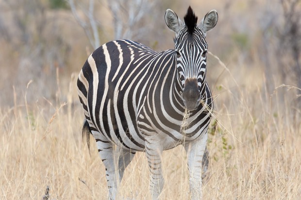 160911 voortrekker h2-2