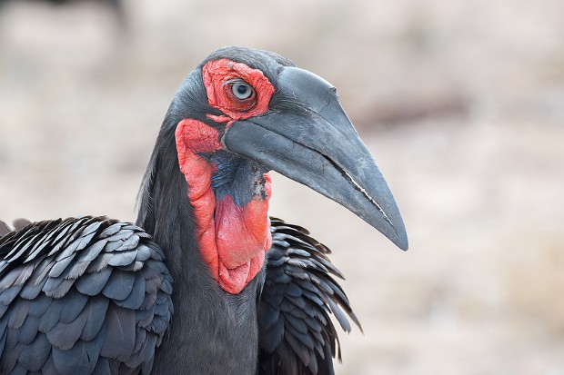 160912 Berg en Dal 2 Pretoriuskop