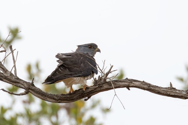 160913 around Pretoriuskop