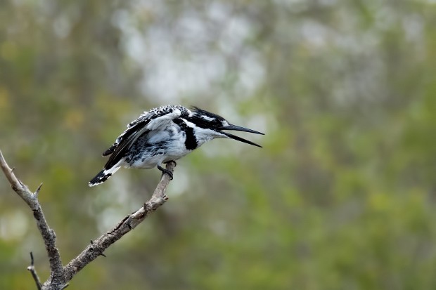 160914 Pretoriuskop 2 SKukuza