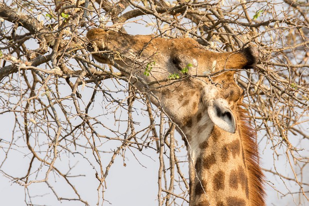 160916 S1, H11, H4-1 Lake Panic