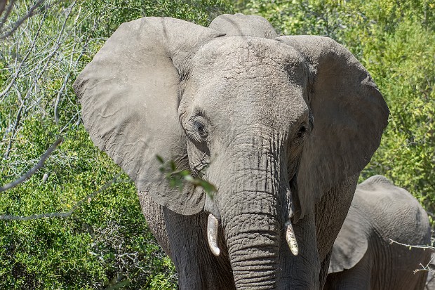 Kruger National Park, South Africa, 2016
