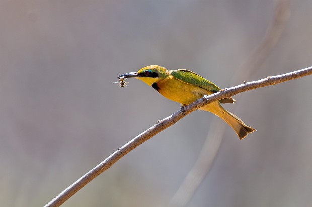 190919 Letaba to Punda