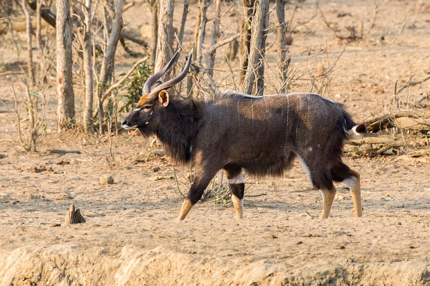 190921 around Punda Maria