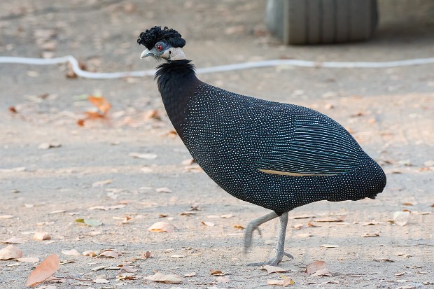 190922 Punda to Mopani