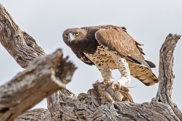 190923 around Mopani