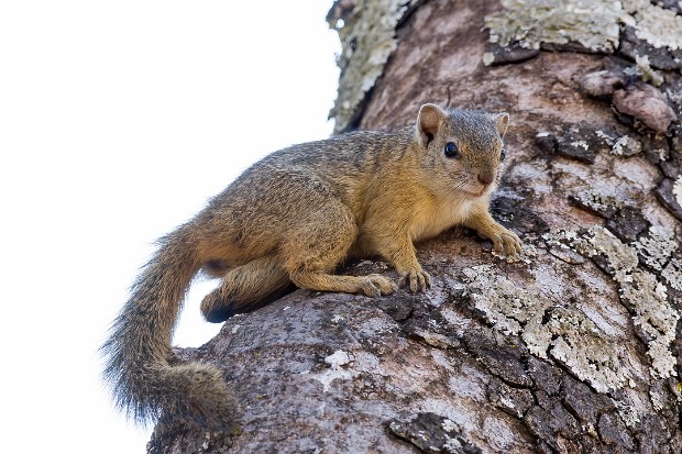 190929 around Pretoriuskop