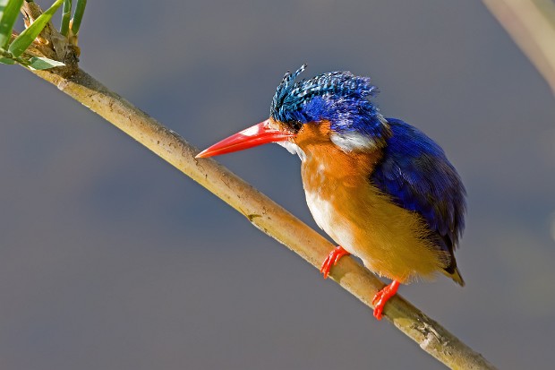 1901002 Lake Panic and Nkuhlu