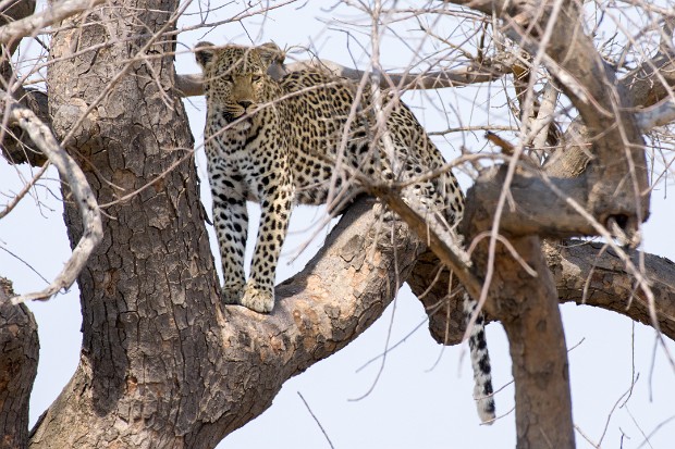 190917 Lower Sabie to Letaba