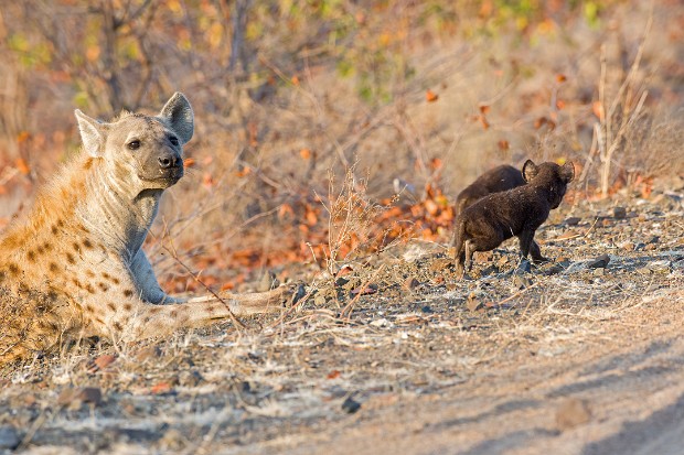190918 around Letaba