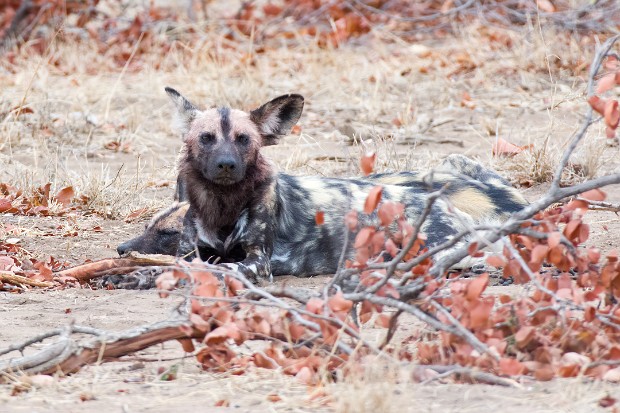 190924 Mopani to Satara