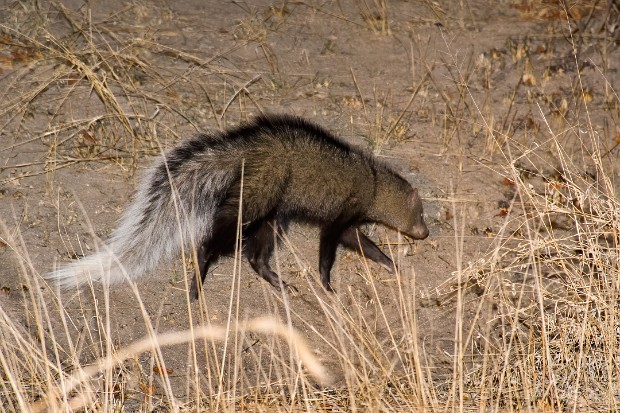 190928 Lower Sabie to Pretoriuskop