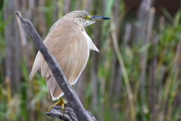 191001 around Skukuza