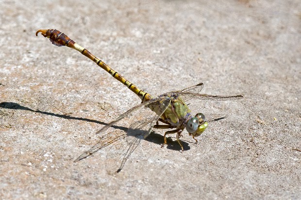 191003 Airport via Nkuhlu, H12 and H1-2