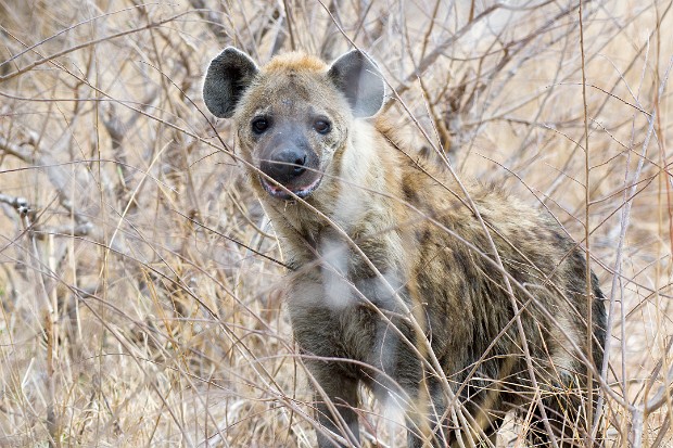 Kruger National Park, South Africa, 2019